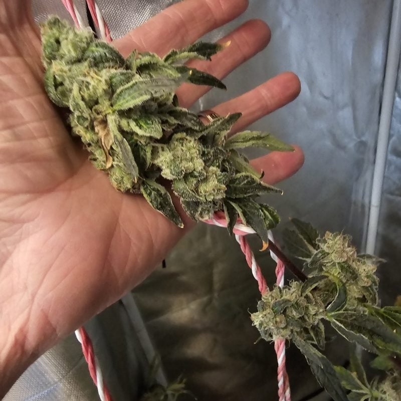 Image #2 from David Meszko