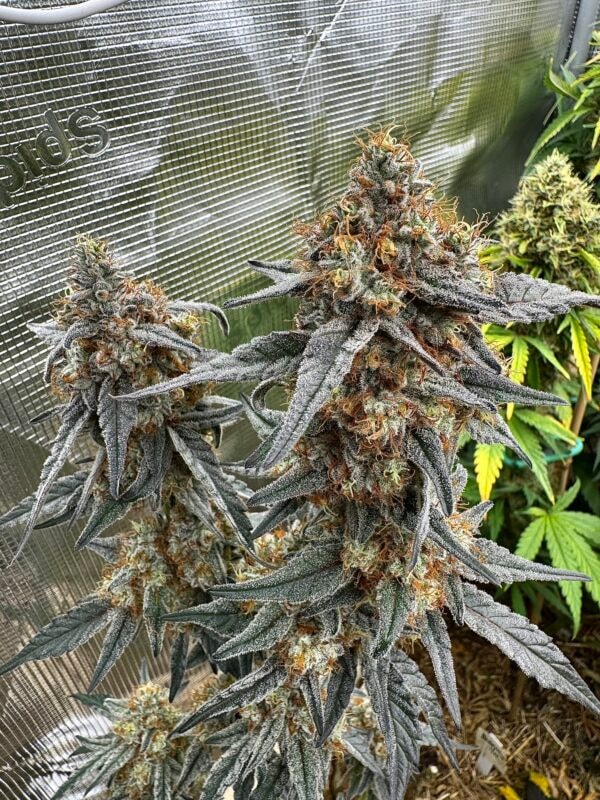 Image #2 from Charles K.