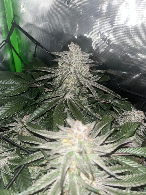 Image #3 from Daren Escalante