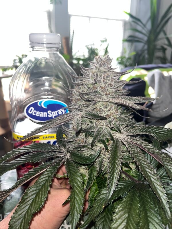 Image #2 from Daren Escalante