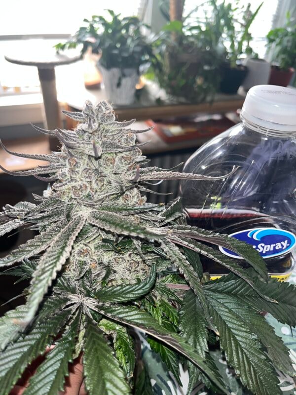 Image #1 from Daren Escalante