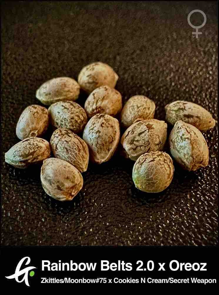 Rainbow Belts 2.0 x Oreoz Feminized Seeds | Greenpoint Seeds