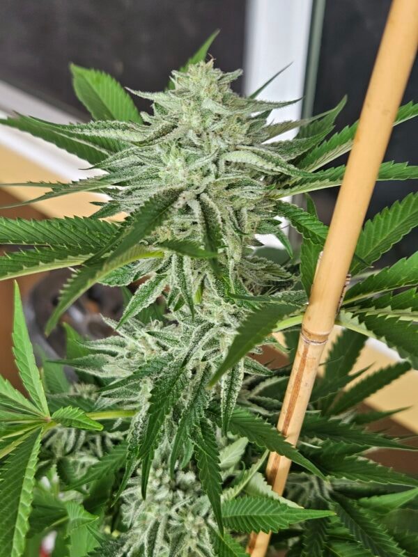 Image #2 from Kamuela Pelletier