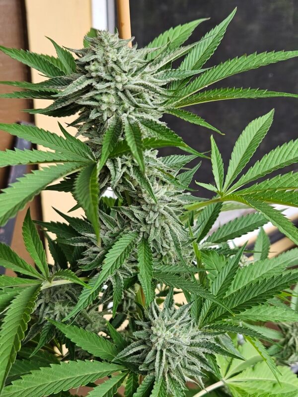 Image #1 from Kamuela Pelletier