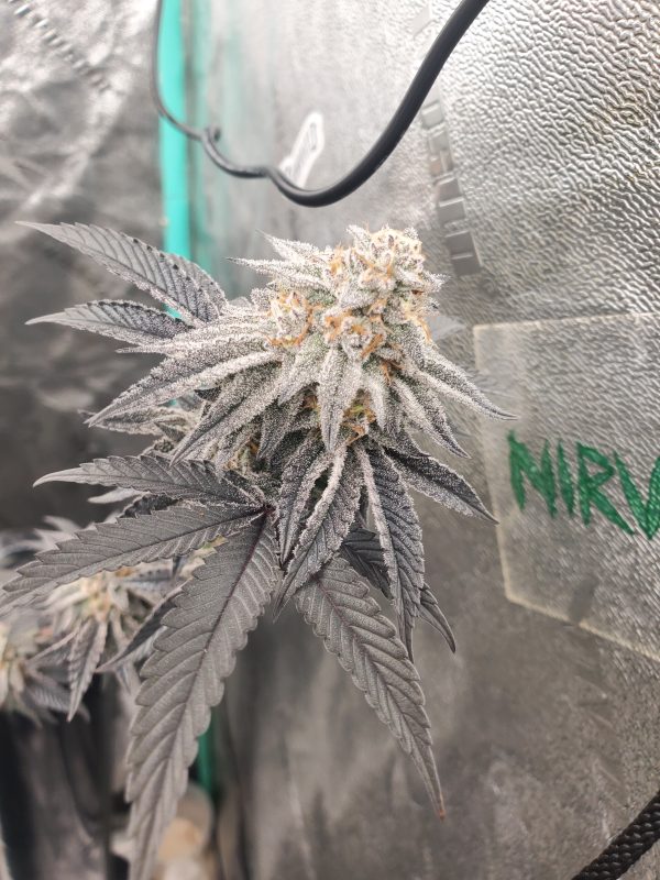 Image #1 from Ty Wes