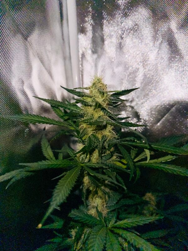 Image #2 from Somwhiteboi