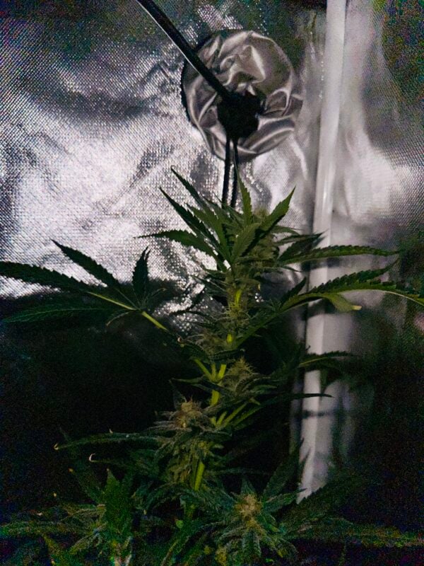 Image #1 from Somwhiteboi