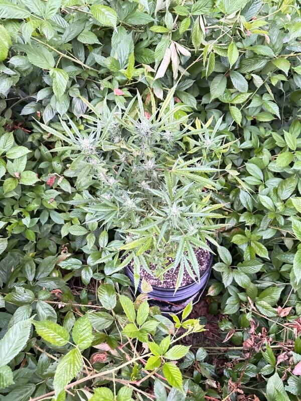 Image #2 from Jacob Ammann