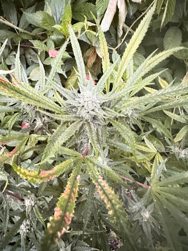 Image #1 from Jacob Ammann