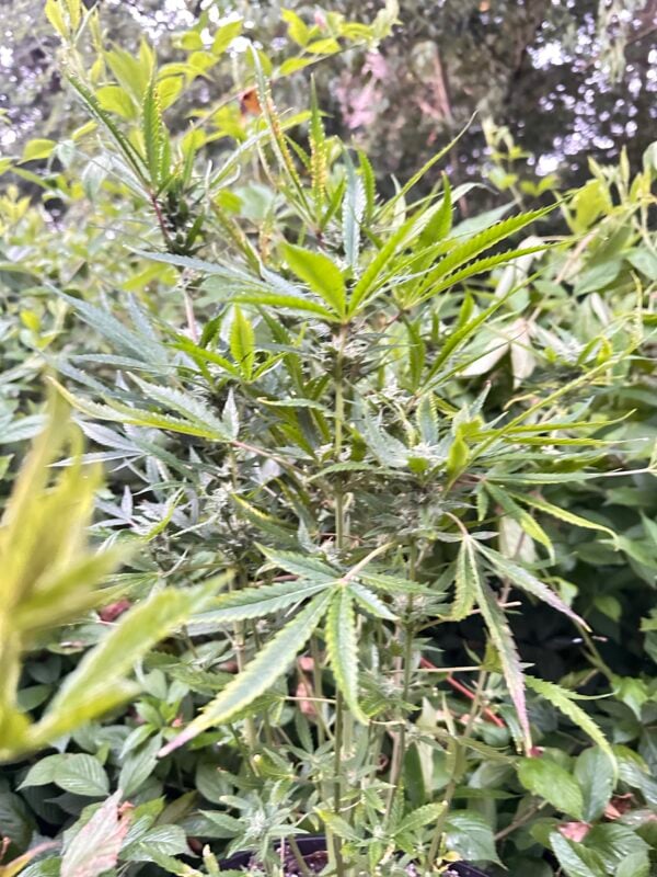 Image #3 from Jacob Ammann