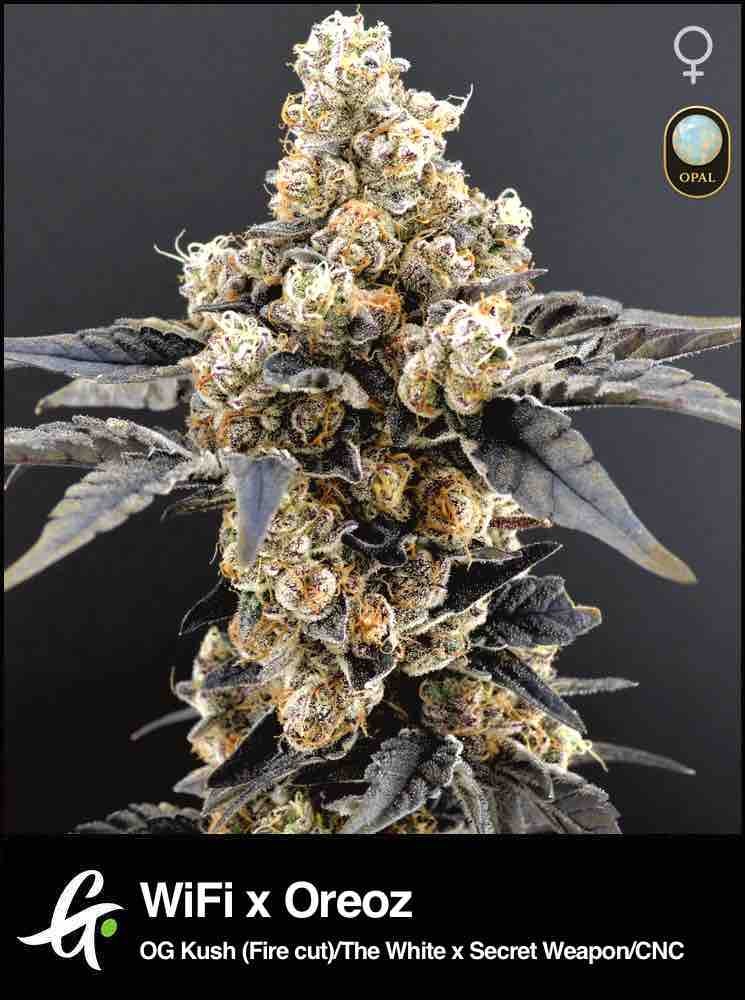 WiFi x Oreoz Feminized Seeds | Greenpoint Seeds