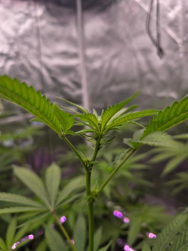 Image #3 from Bryan Fields