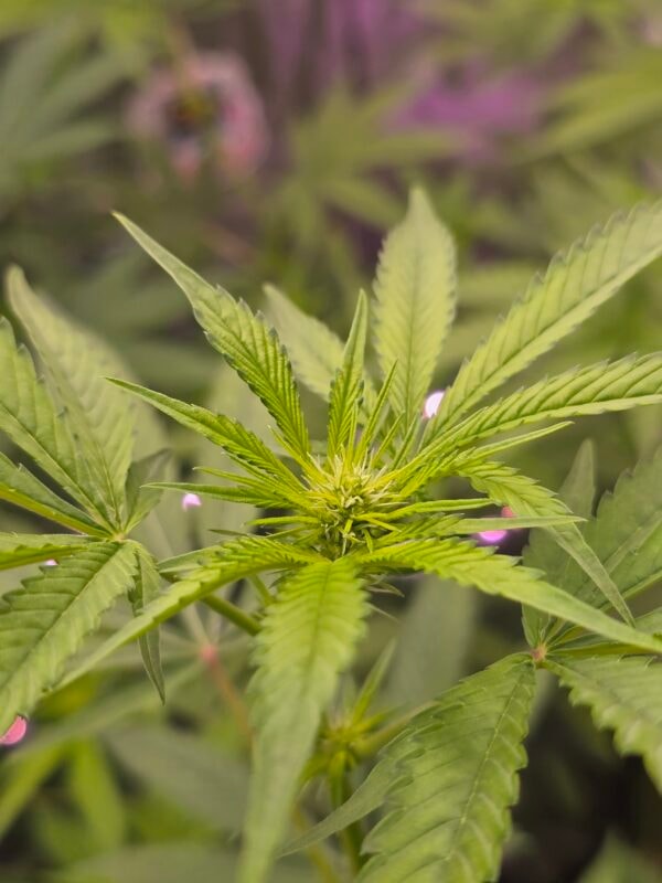 Image #4 from Bryan Fields