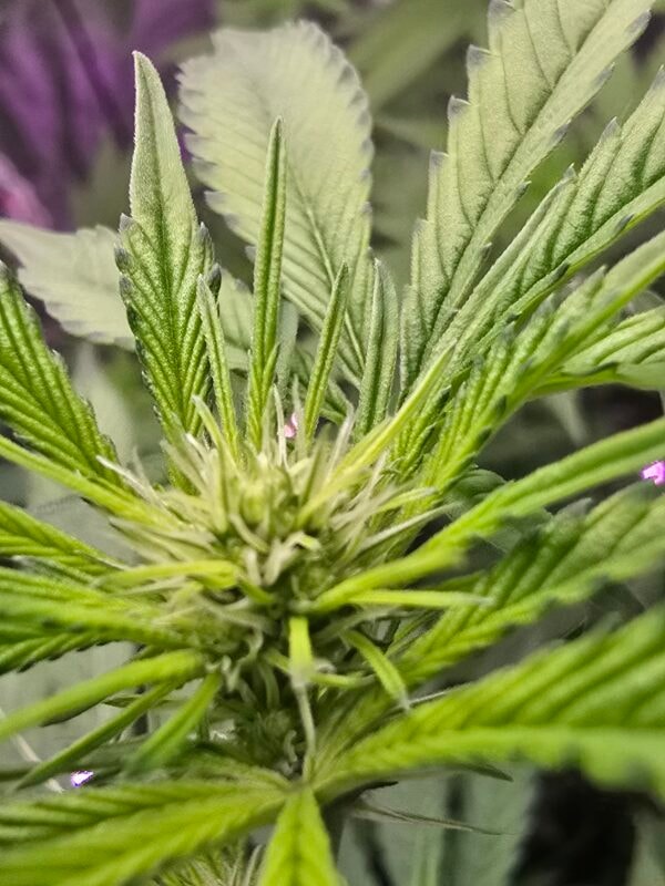 Image #5 from Bryan Fields