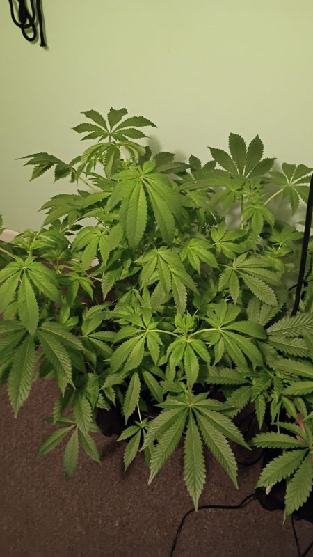 Image #1 from Craig Havens