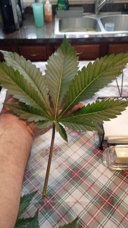 Image #1 from Craig Havens