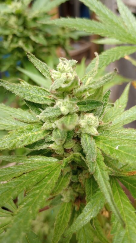 Image #1 from Gustavo G.