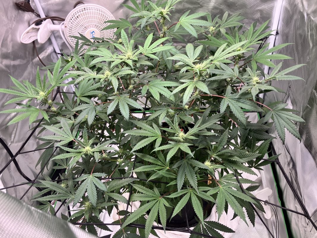 Image #1 from Granddaddykey320