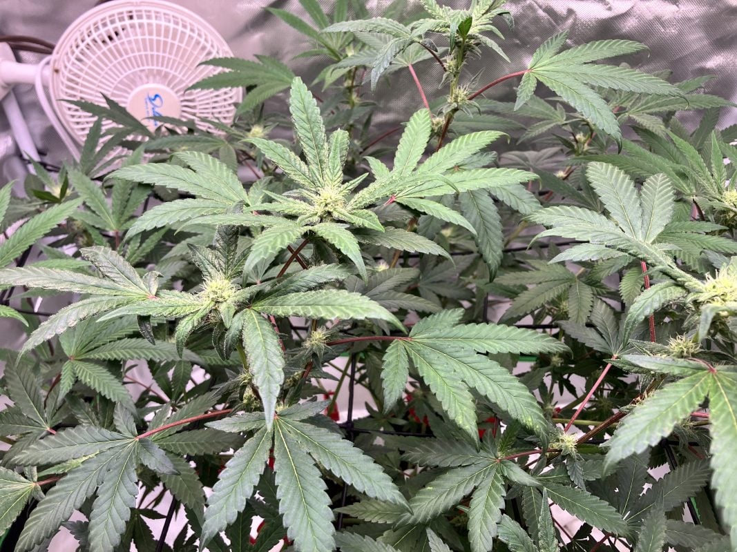 Image #2 from Granddaddykey320