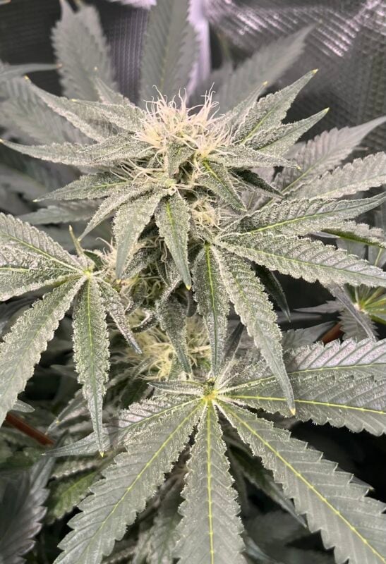 Image #2 from McFunkys Garden