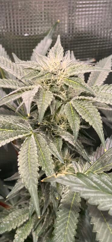 Image #3 from McFunkys Garden