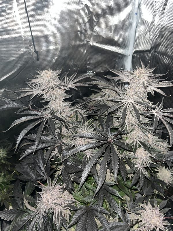 Image #1 from McFunkys Garden