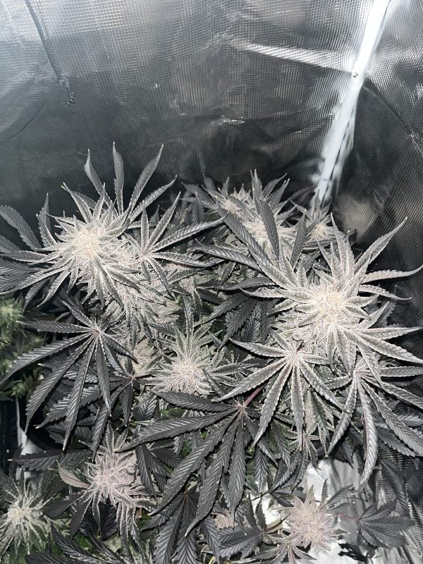 Image #3 from McFunkys Garden