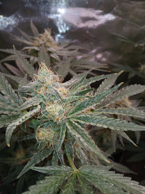 Image #2 from Johnathan Malbrugh