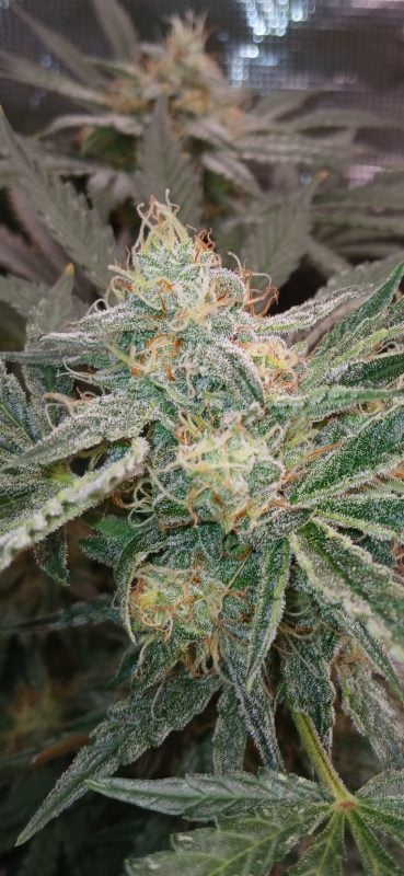 Image #1 from Johnathan Malbrugh