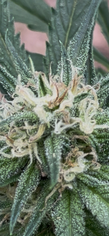 Image #2 from Patrick Anderson