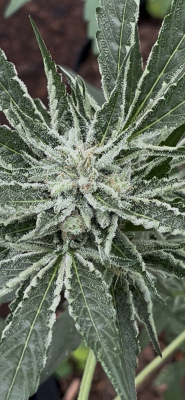 Image #1 from Patrick Anderson