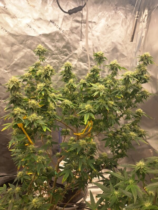 Image #2 from RHEC420