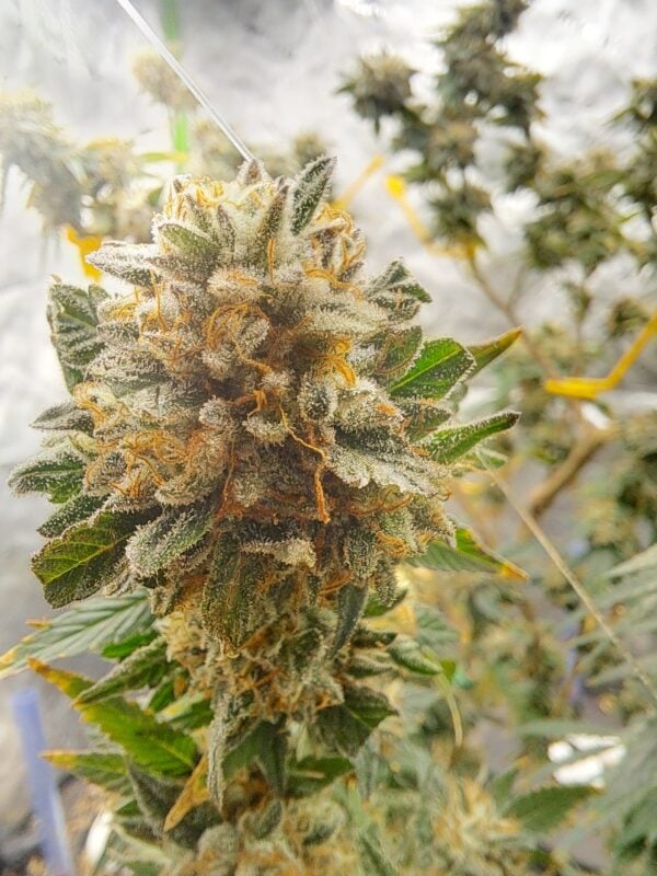 Image #3 from RHEC420