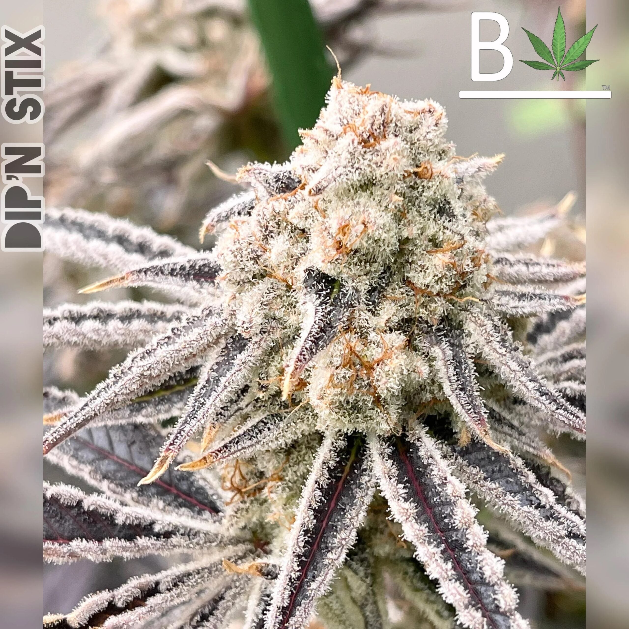 Triangle Kush  Dip N Stix Feminized Seeds  Greenpoint Seeds