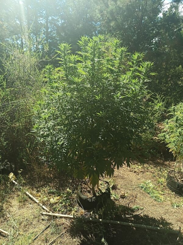 Image #1 from Anonymous