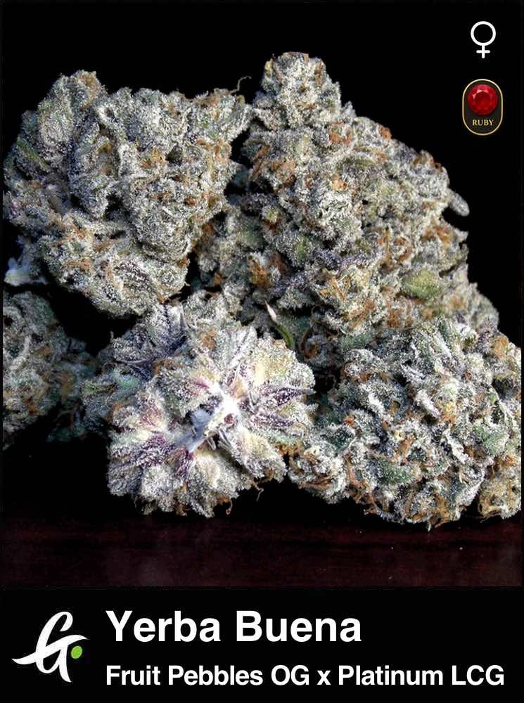 Yerba Buena Seeds (FPOG x Lemon Cherry Gelato) - Greenpoint