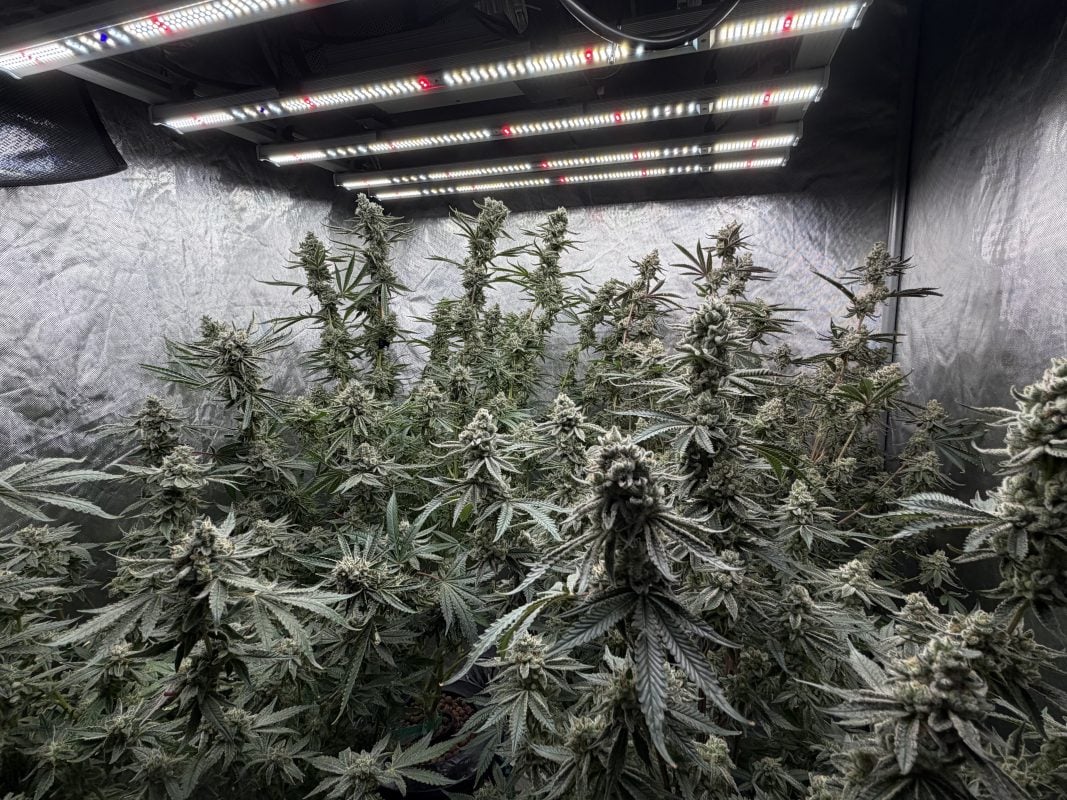 Image #1 from Esq.cultivator