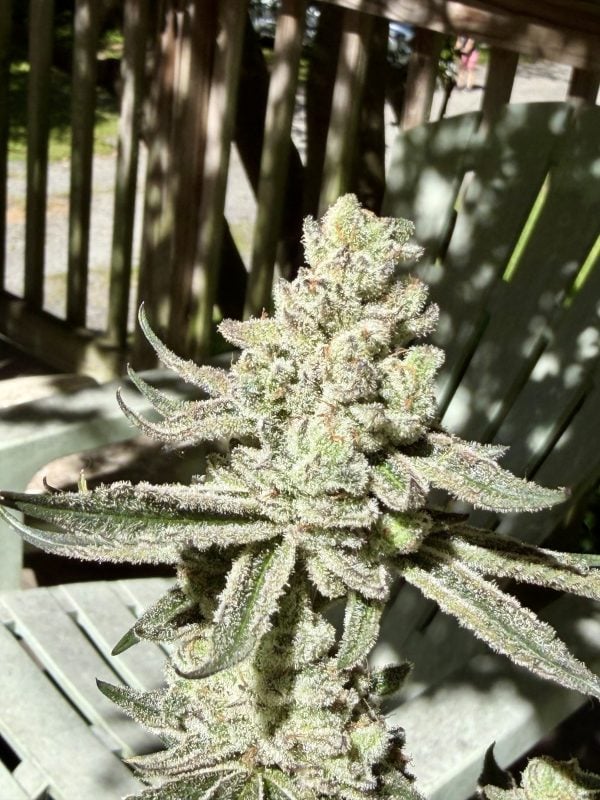 Image #5 from Esq.cultivator