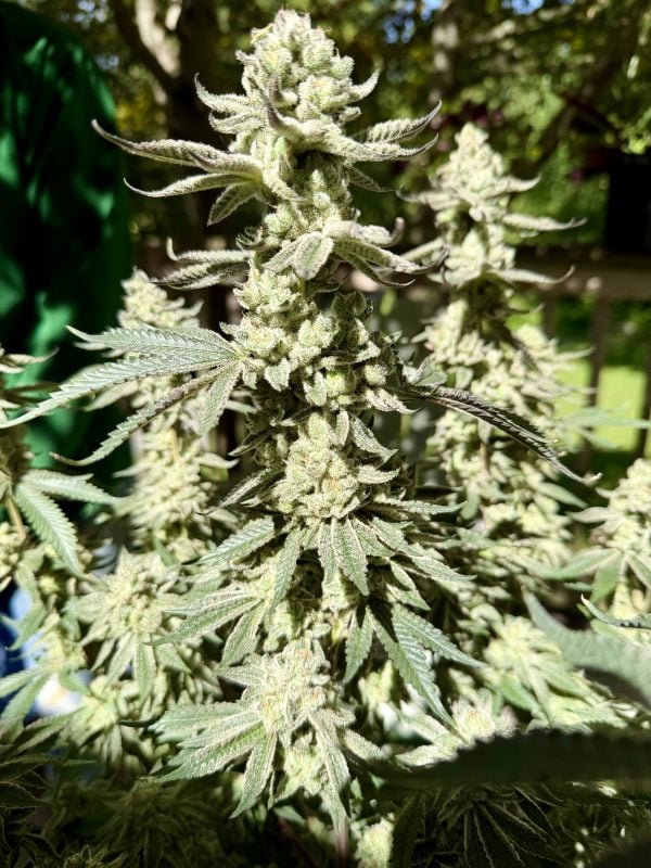 Image #4 from Esq.cultivator