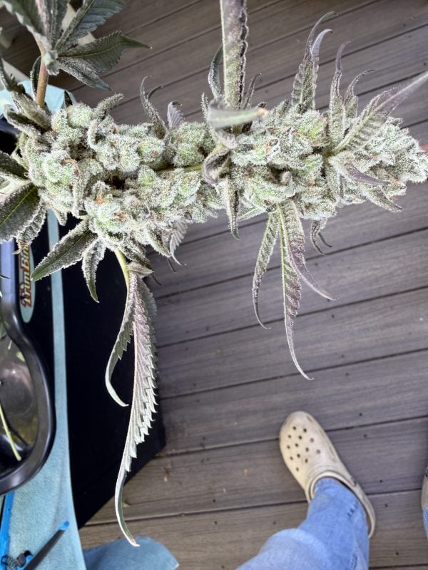Image #2 from Esq.cultivator