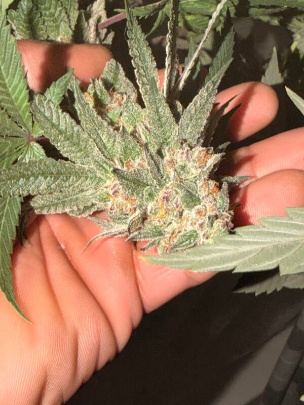 Image #2 from Johnas C.