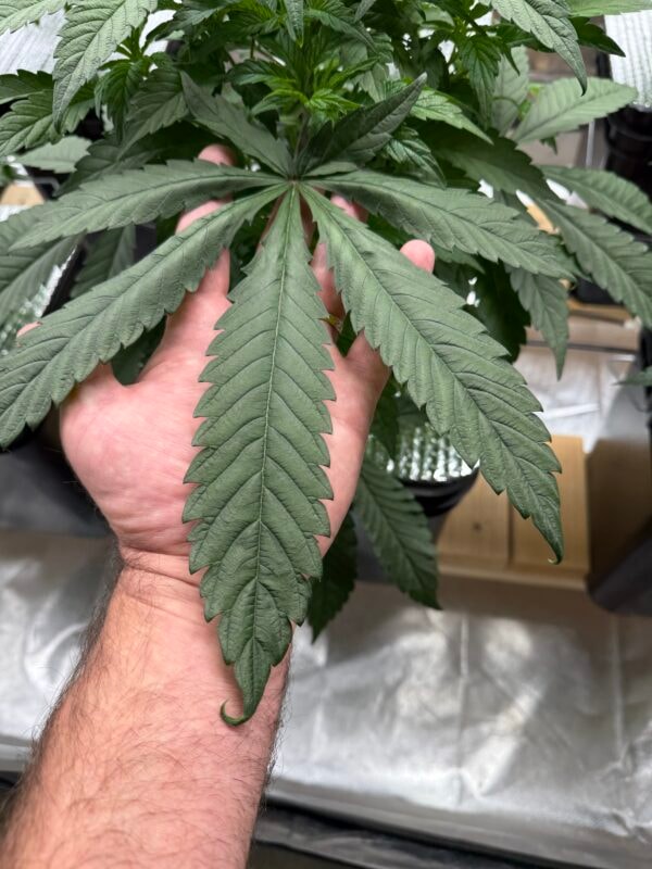 Image #1 from Anonymous