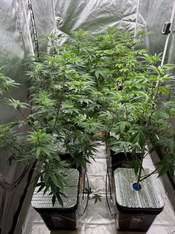 Image #2 from Anonymous