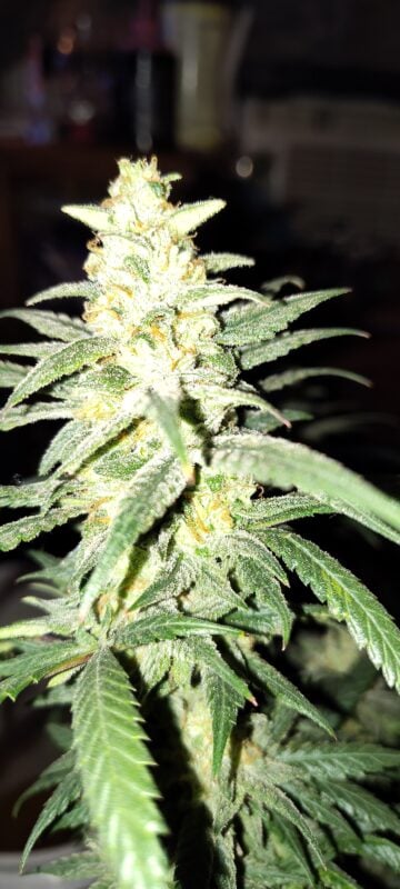 Image #1 from Anonymous