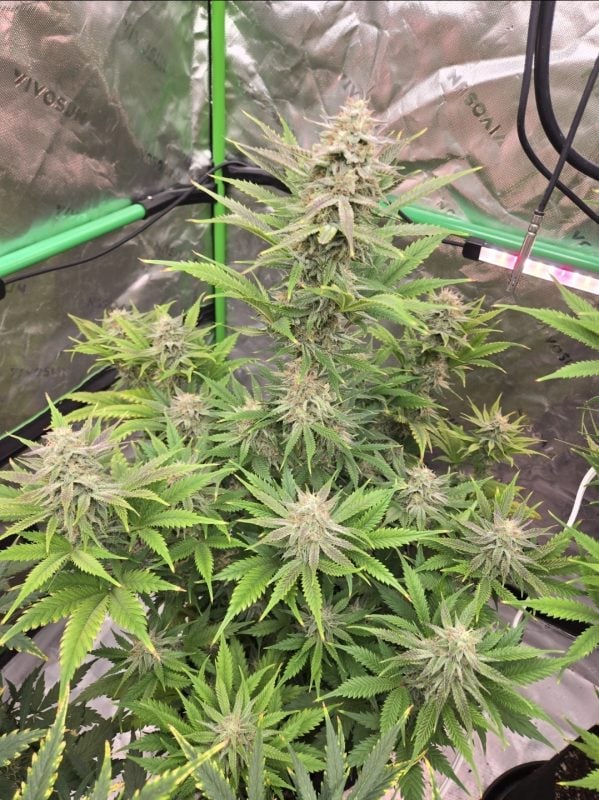 Image #1 from GrowDaddy22