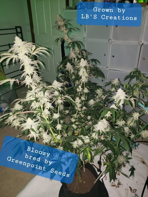 Image #2 from LeAnne