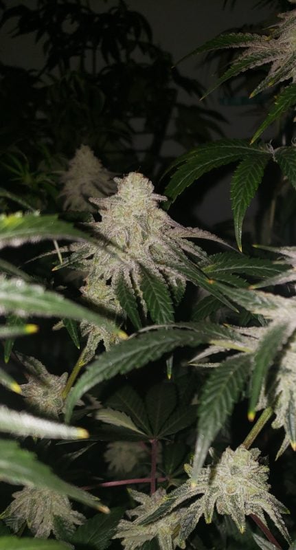 Image #3 from LeAnne