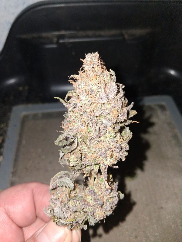 Image #2 from steven s.