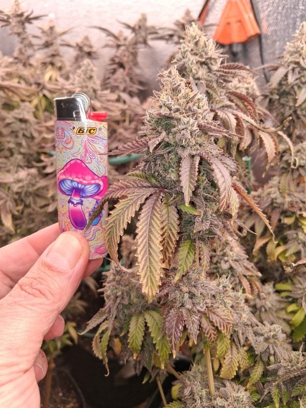 Image #3 from steven s.