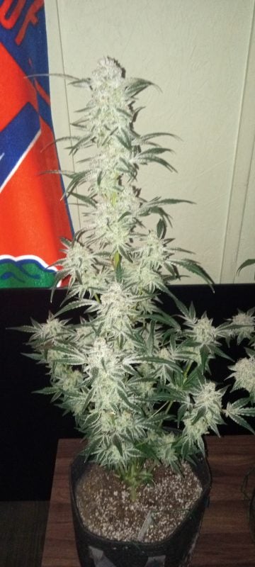 Image #1 from Dallas